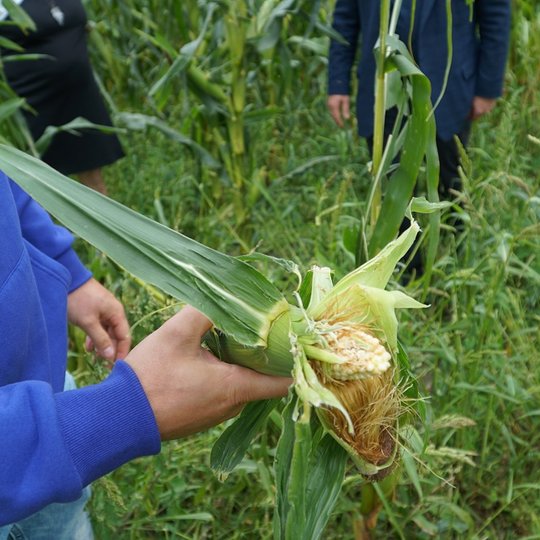 Iliustracija