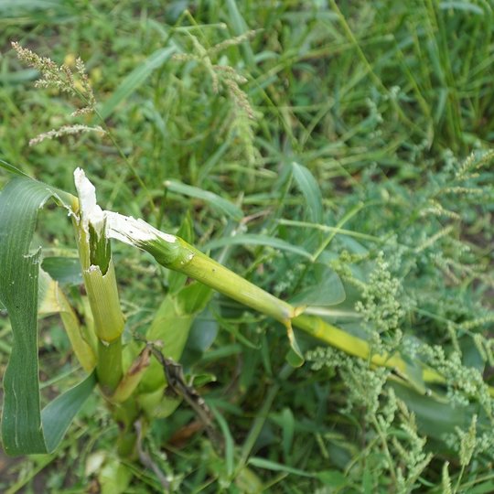 Iliustracija