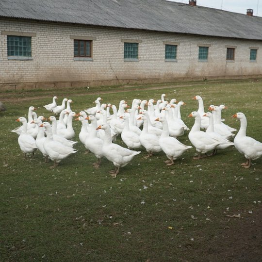 Iliustracija