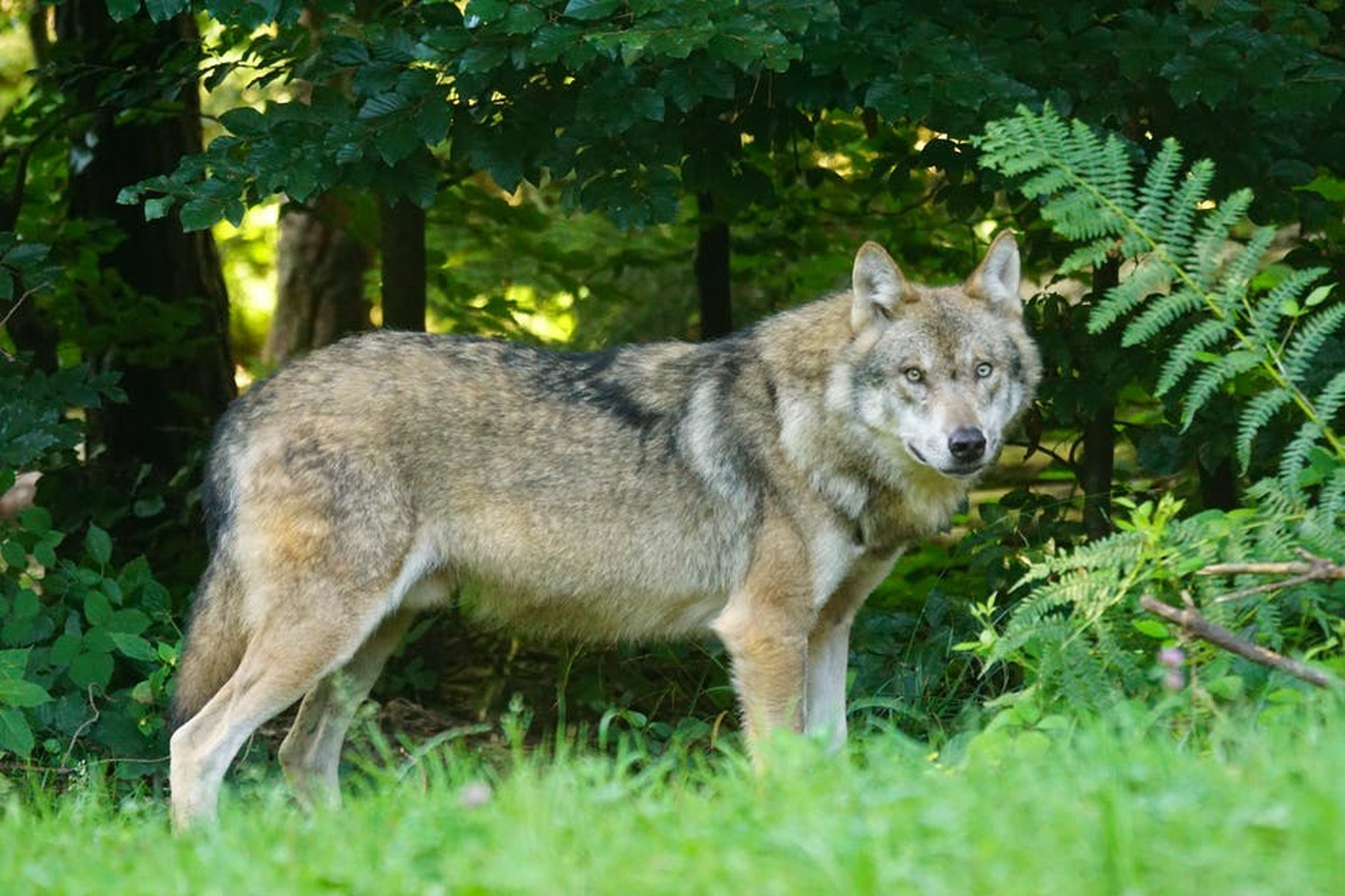 Iliustracija