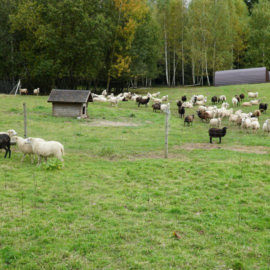 Iliustracija