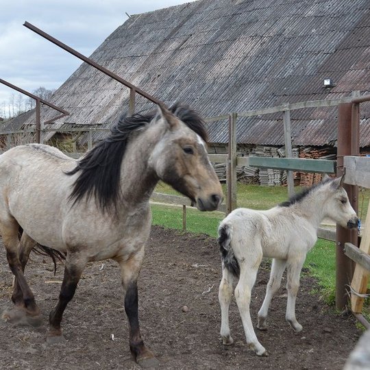 Iliustracija