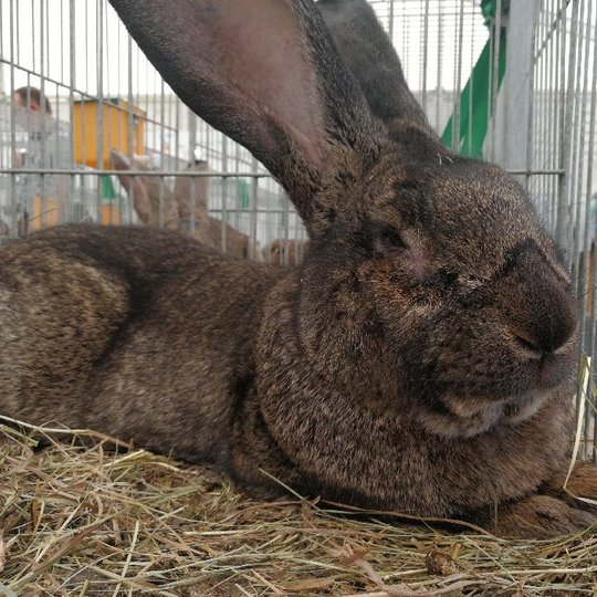 Iliustracija