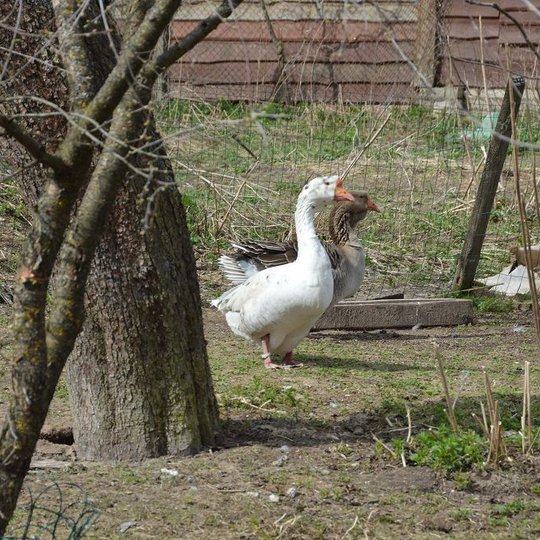 Iliustracija
