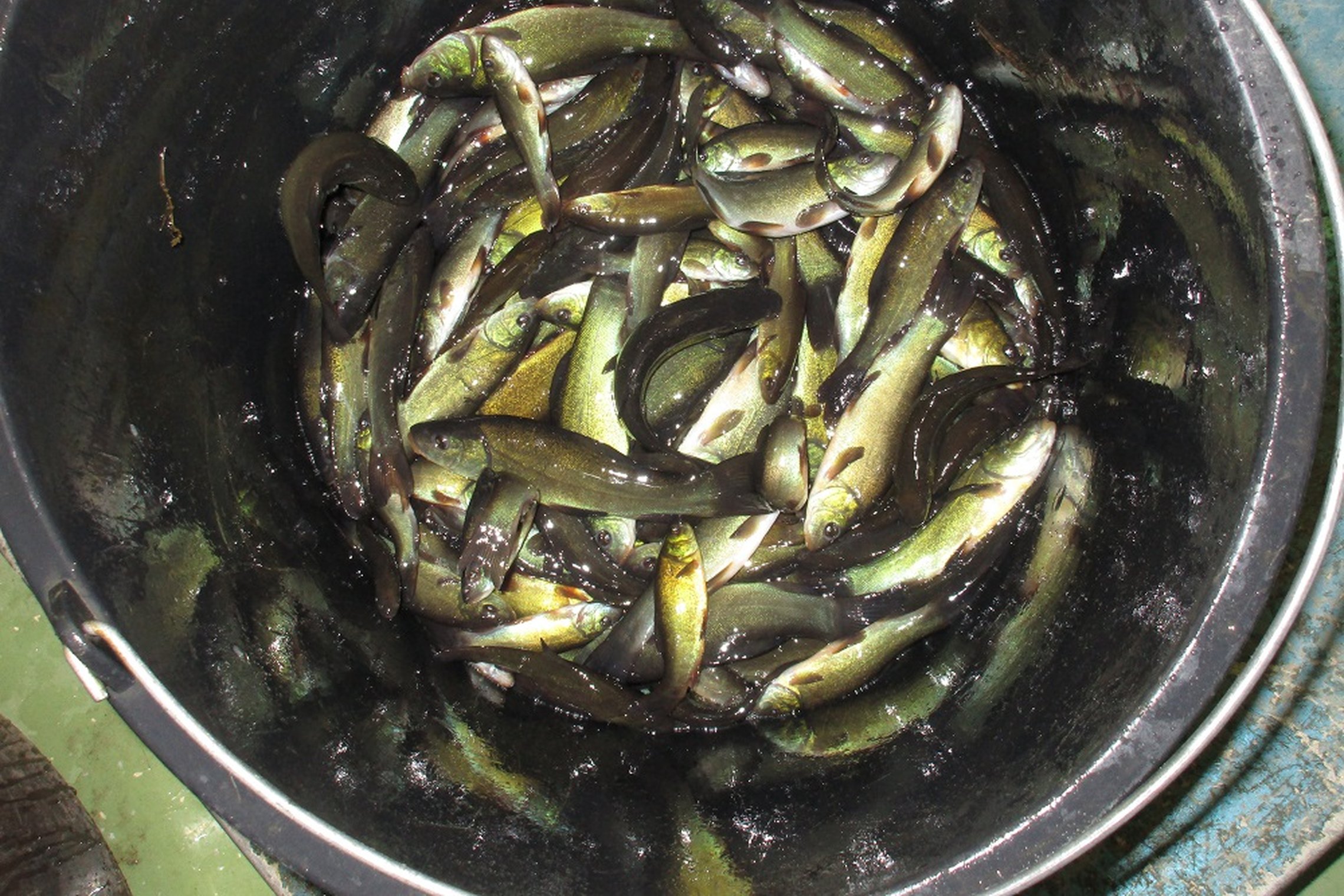 Iliustracija