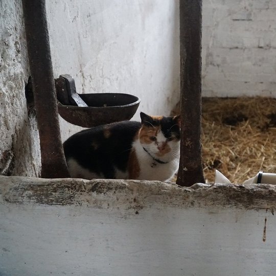Iliustracija