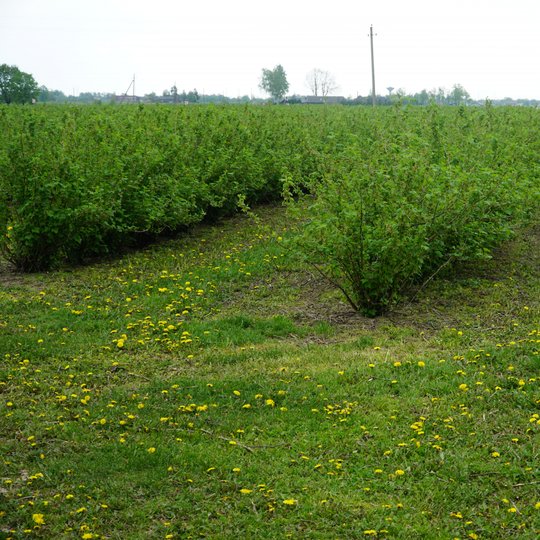Iliustracija