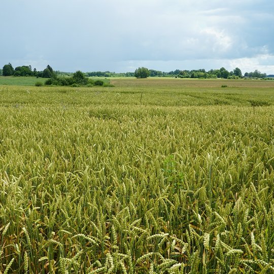 Iliustracija