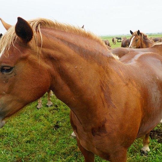 Iliustracija