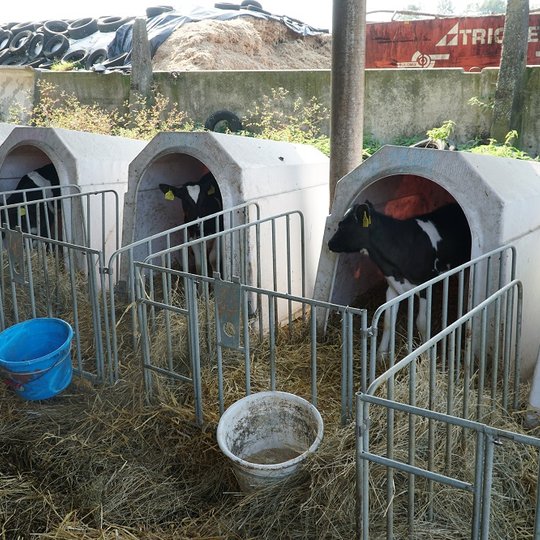Iliustracija
