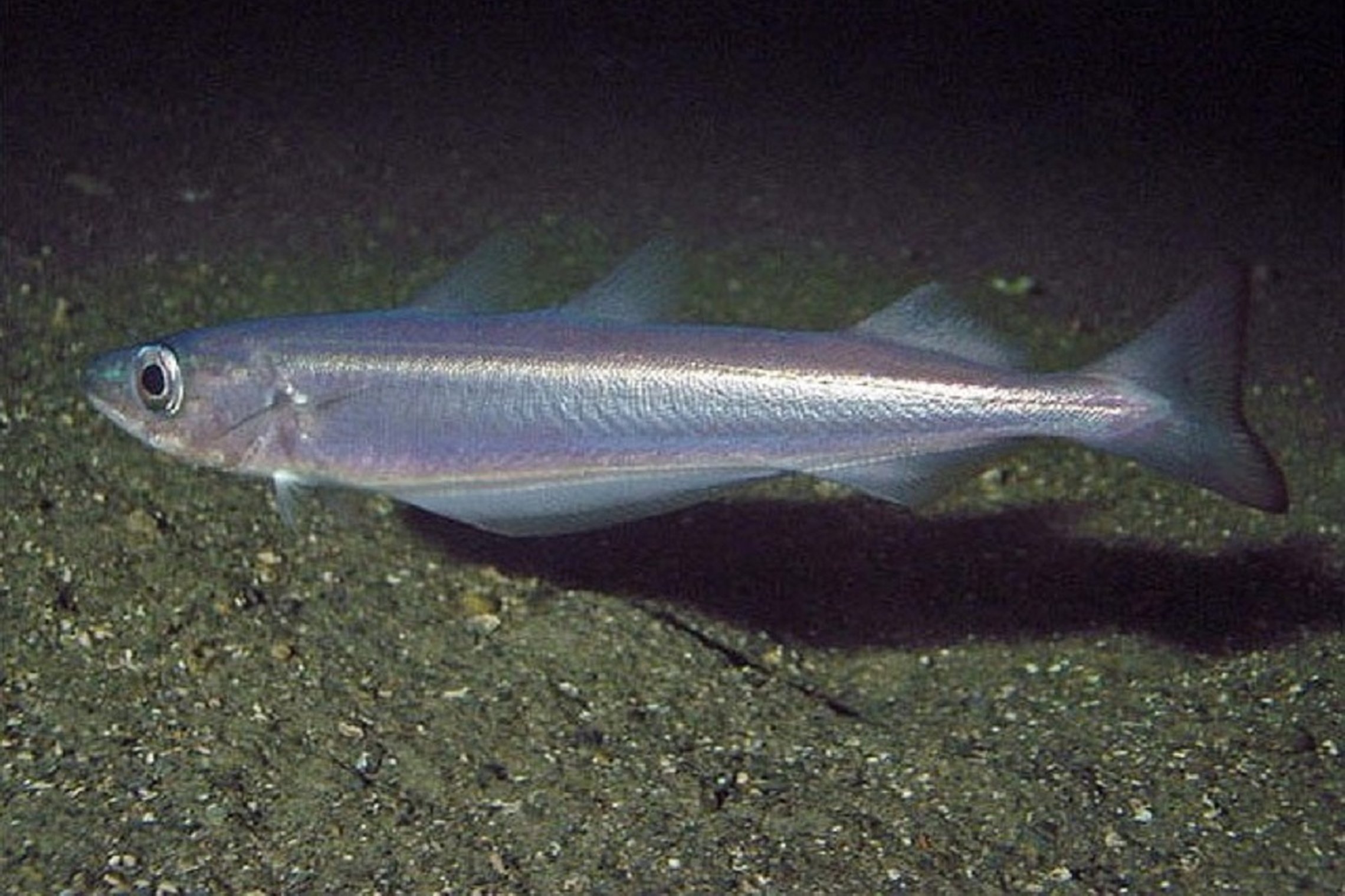 Iliustracija