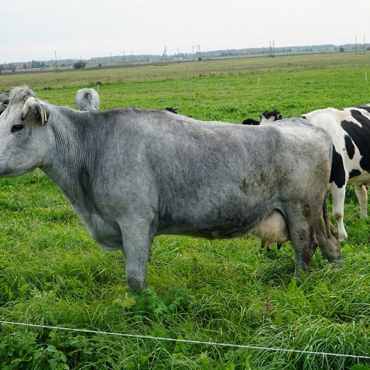 Iliustracija