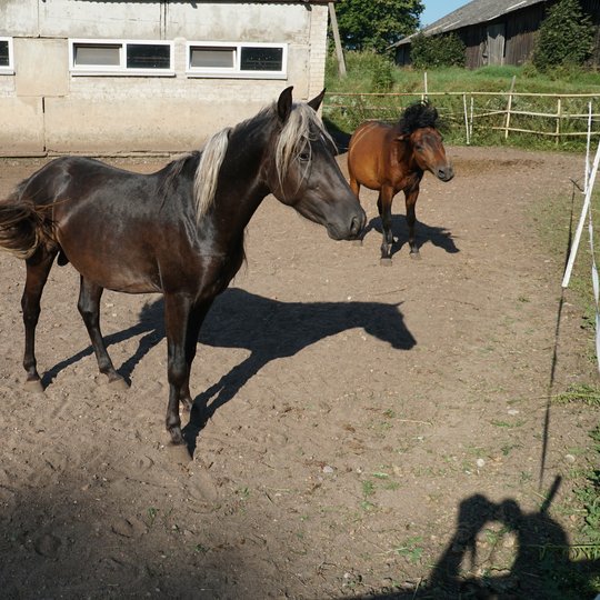 Iliustracija