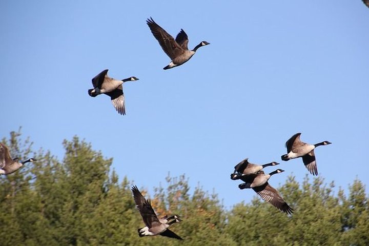 bird migration.jpg