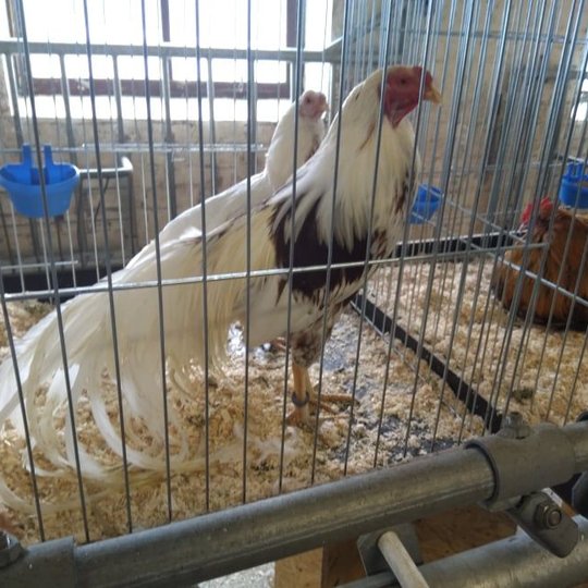Iliustracija