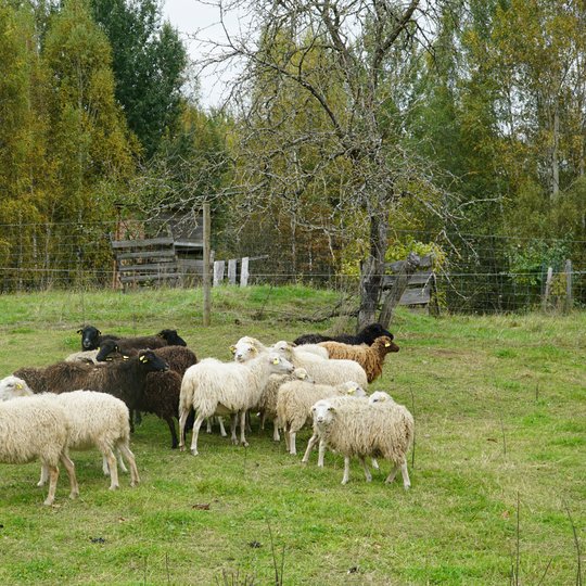 Iliustracija