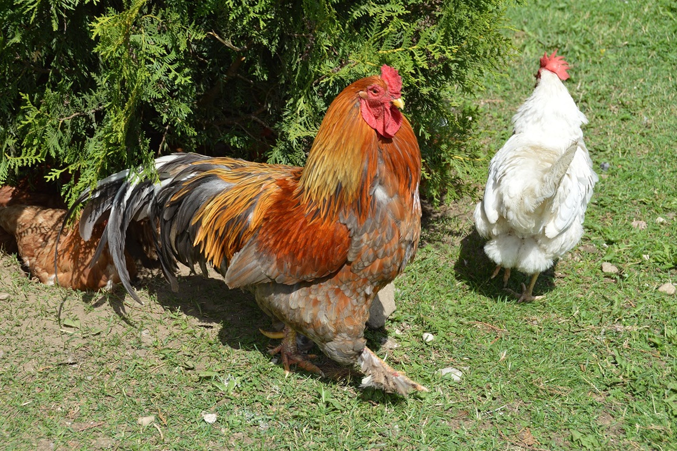 Iliustracija