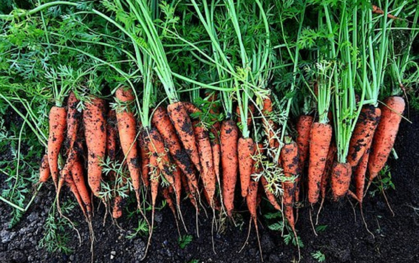 vegetables-5321670__340.jpg